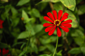 The blossoming gerbera jamesonii flowers closeup in garden 