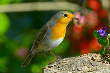 Erithacus rubecula