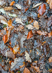 Wet autumn leaves background texture