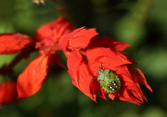 Green beetle with an ornament on the back, sitting on a scarlet flowers