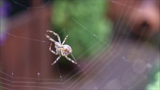 European garden spider spping a web
