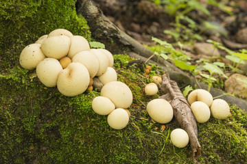 mushrooms on the roots of tree