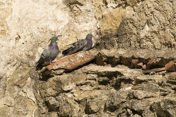 two pigeons on the old wall