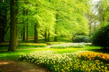 green grass lawn with trees and daffodils in dutch garden 'Keukenhof', Holland, retro toned
