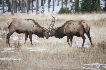 Bull Elk Jousting - Two bull elk clash antlers and joust for dominance over the herd of elk cows.