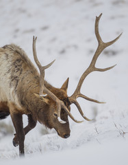 Foraging With The Forefoot - A bull elk uses its forefoot to scrape away the snow from the frozen ground to reach the little grass that remains.