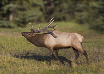 Sensing A mate - A bull elk is receiving the scent of a cow elk in estrous that may be ready to mate.