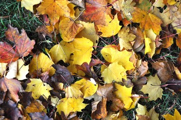 Colourful autumn leaves carpet