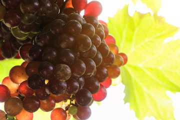 Vineyards at sunset in autumn harvest. Ripe grapes