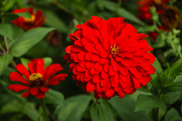 The blossoming gerbera jamesonii flowers closeup in garden 