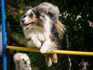 blue merle aussi