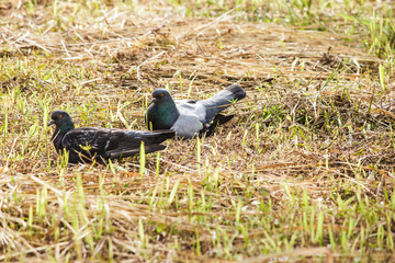 Dove, Pigeon of the Church on grass field