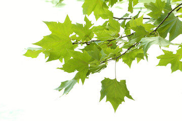 Fototapeta na wymiar Green tree leaves in the park