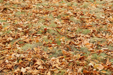 Autumn tree leafs on the ground in the park