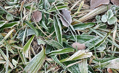 detail view, green leaves in day
