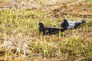 Dove, Pigeon of the Church on grass field
