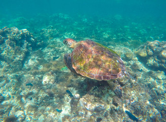 Naklejka na ściany i meble Sea turtle in blue water. Green sea turtle close photo.