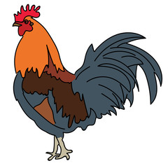 rooster, symbol of 2017