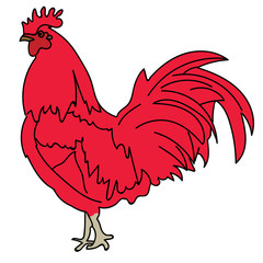 rooster, symbol of 2017