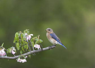 Female Eastern Bluebird Perched in Pink Flowers