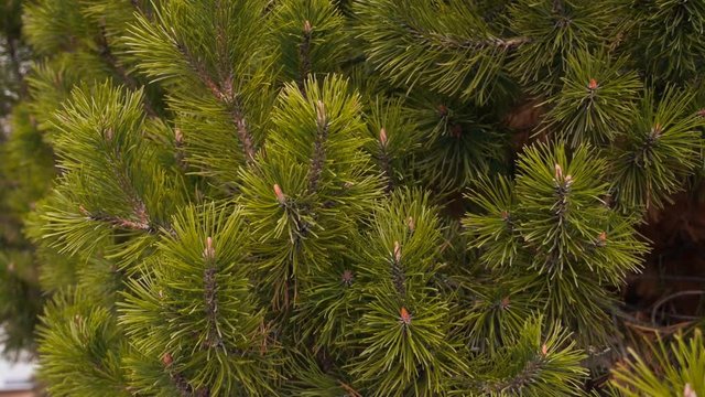 The camera flies around the shaggy branches of pine-tree