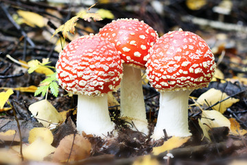 Mushroom amanita
