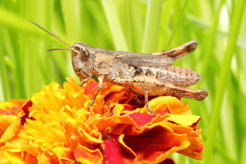 Grasshopper
