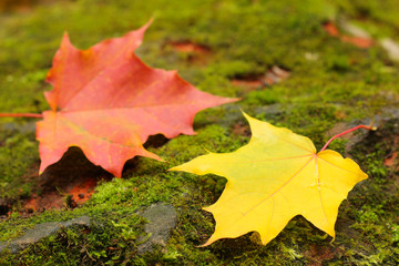 Fototapeta na wymiar Yellow and red maple leaves