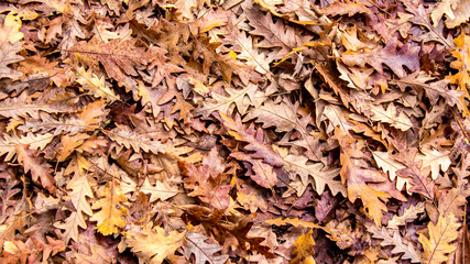 autumn colors, Oak dry leaves background