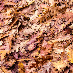 autumn colors, Oak dry leaves background