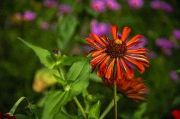 The blossoming gerbera jamesonii flowers closeup in garden 