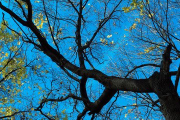 Maple leaves in the fall on the blue sky.
