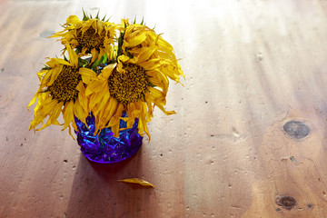 Obraz premium Withered sunflowers in a blue glass vase.