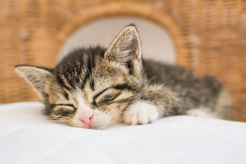 Cute kitten with closed eyes and pink nose asleep on white pillow placed on wicker chair.