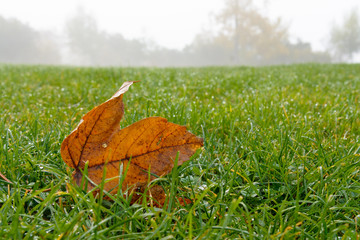 Maple leaf on the grass