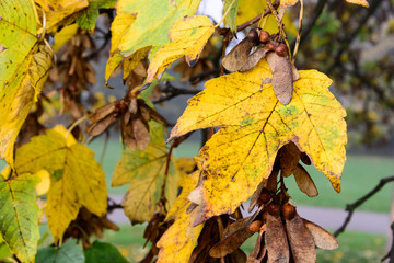 Maple tree