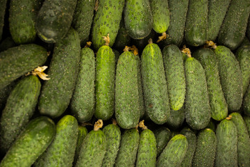 Cucumbers background