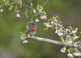 Male Bluebird in Pink flowers