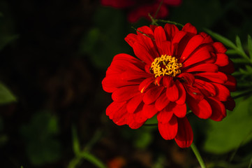 The blossoming gerbera jamesonii flowers closeup in garden 