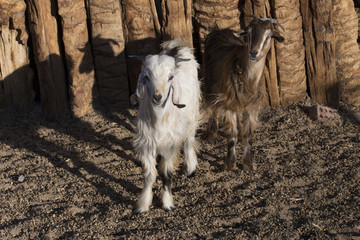 Obraz premium White and brown goats in a pen. Egypt.
