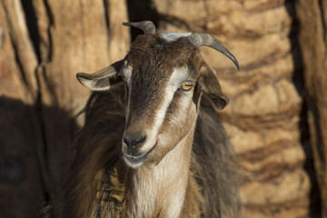 Portrait of a brown goat. Egypt.
