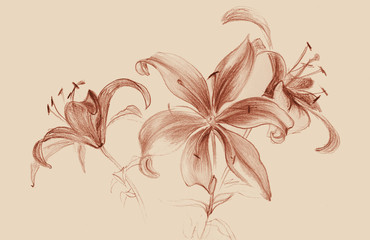 Flowers of lilies. Figure sanguine. Wallpaper. Use printed materials, signs, items, websites, maps, posters, postcards, packaging.