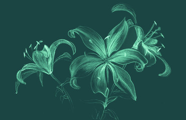 Flowers of lilies. Figure sanguine. Wallpaper. Use printed materials, signs, items, websites, maps, posters, postcards, packaging.