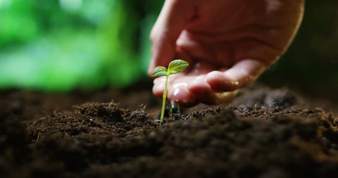 a young beautiful hand watering a plant in a romantic natural and magical atmosphere