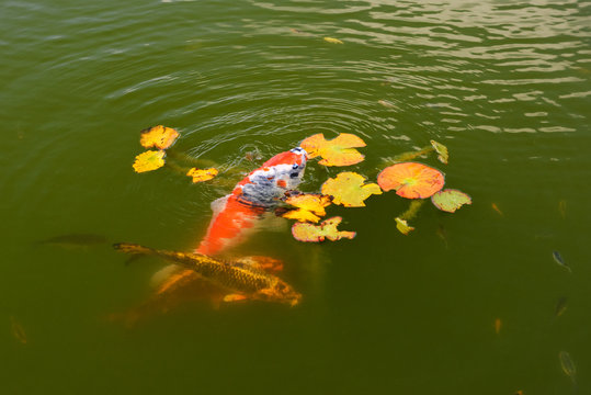 Koi Karpfen-Paerchen - weiss, orange, blau und orange, schwarz
