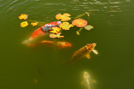 Koi Karpfen Teich