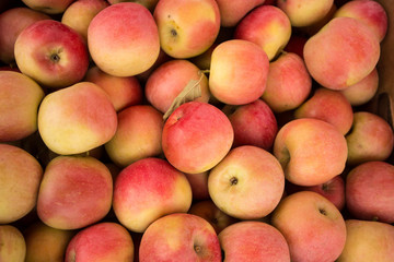 Apples background