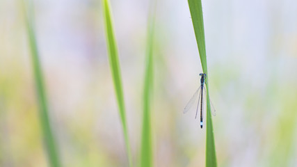 Morning dragonfly on the grass near the water  while waiting for the sun