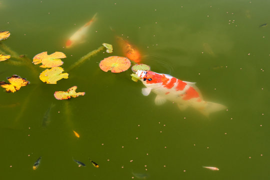 Koi Karpfen mit Jungtiere im Teich