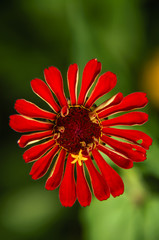 The blossoming gerbera jamesonii flowers closeup in garden 